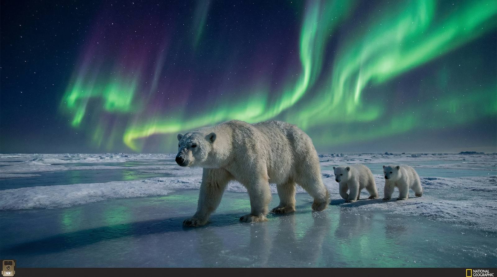 小马拉大车北极熊视频